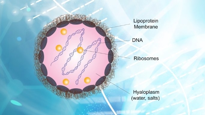 What Is Epigenetic Aging?