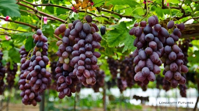 Red Wine Grapes